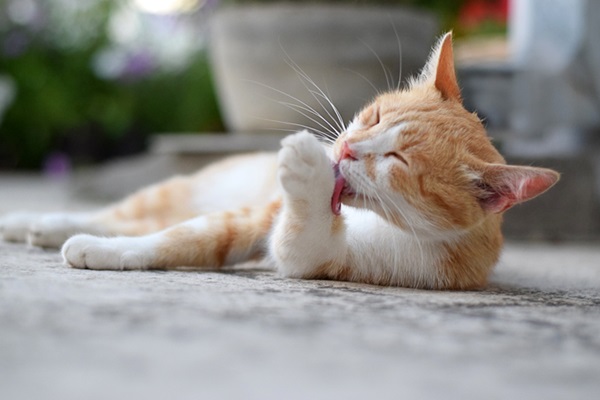 Pata do gato inchada: o que pode ser?
