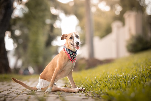 Paralisia repentina em cachorro: conheça causas, tipos e tratamentos