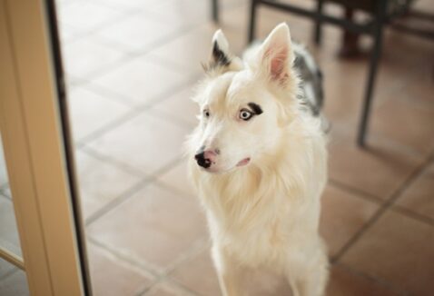 Cachorro com vitiligo: entenda essa condição