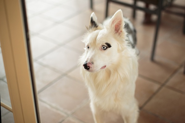 Cachorro com vitiligo: entenda essa condição