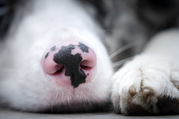 vitiligo em cachorro.