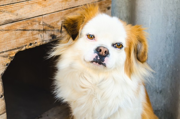 cachorro tem vitiligo.
