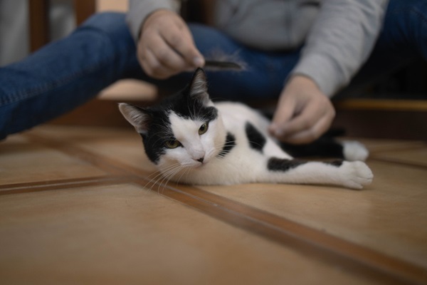 Pessoa escovando gato.