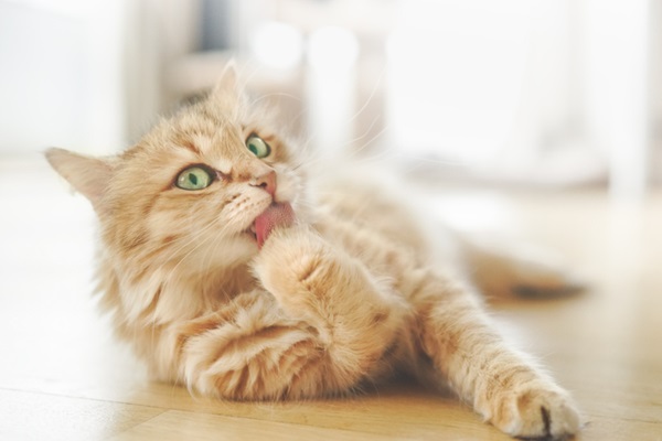 Gato se limpando.