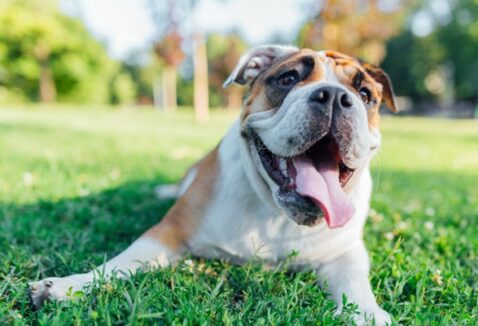 Dia Mundial do Meio Ambiente: dicas e produtos para cuidar do seu pet de forma eco-friendly!