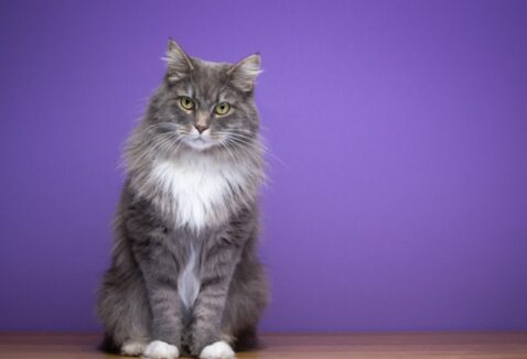 Junho Violeta Pet: mês da prevenção de doenças oculares em cães e gatos