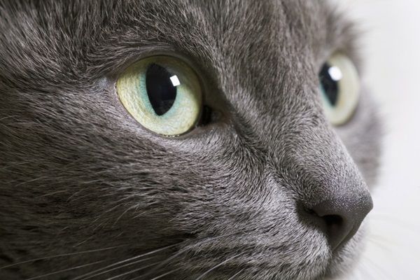 Olhos de gato.
