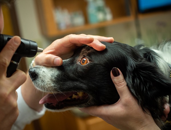 Cachorro realizando exames oculares.