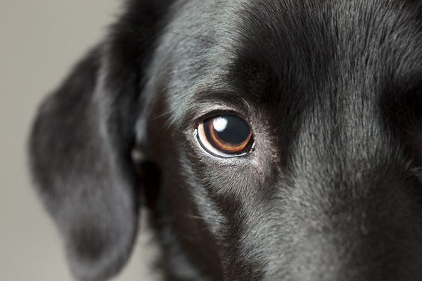 Olho do cachorro.