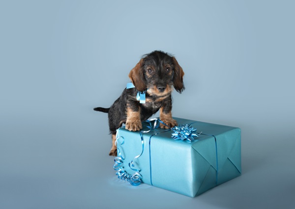 Cachorro de presente do Dia dos Namorados.