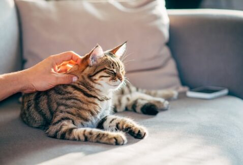 FELIWAY® Optimum: o que é e como usar para promover bem-estar ao seu gato!