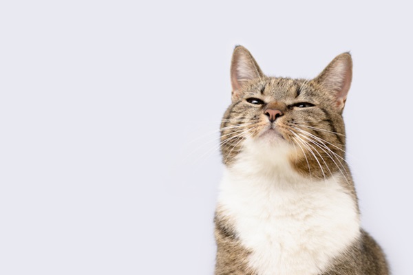 Gato sentindo feromônio felino.
