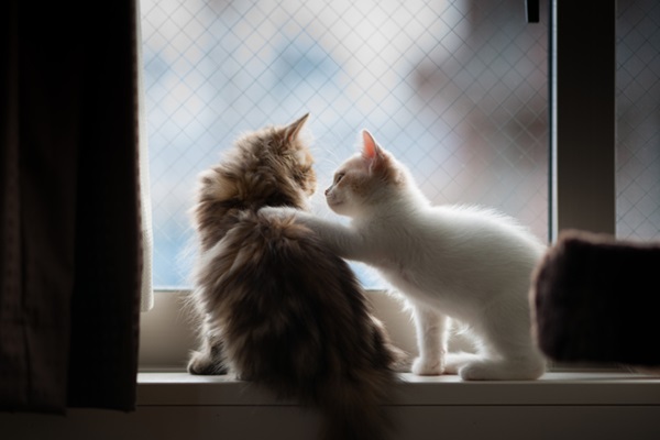 Gatos amigáveis na janela.