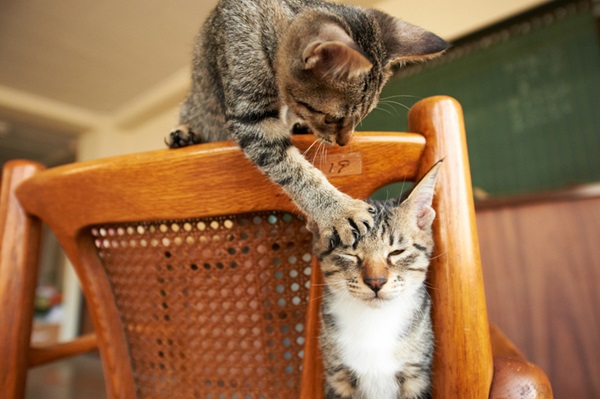 Gatos brincando com patinha na cara.