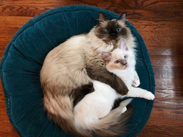 Como acostumar um gato com outro. Dois gatos juntos em cama.