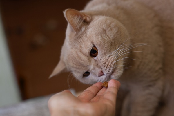 Gato cheirando mão de tutor.