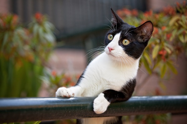 Gato curioso.