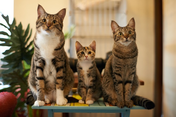 Três gatos juntos sentados.