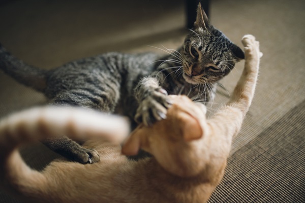 Dois gatos brigando.