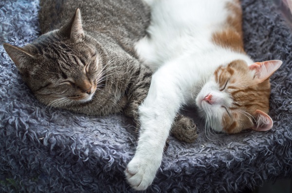 Dois gatos deitados dormindo juntos.
