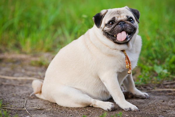 Cachorro obeso.