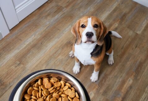 Alimento coadjuvante para cães: entenda tudo sobre cada tipo