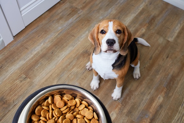 Nomes para cachorro: mais de 800 ideias criativas