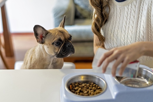 Cachorro pequeno e bege vendo uma pessoa preparar um alimento coadjuvante para cães.