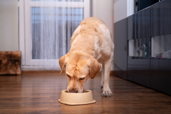 Labrador comendo um alimento coadjuvante para cães.