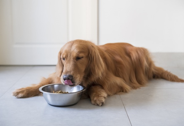 Golden Retriever deitado enquanto come. 