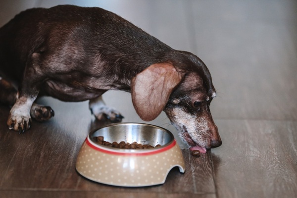 Cachorro da raça dachshund idoso comendo ração.