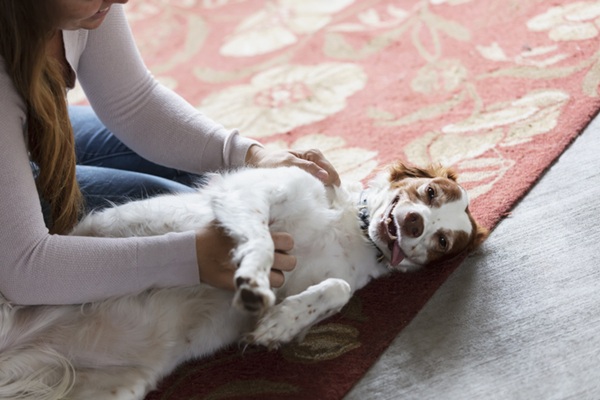 Cachorro feliz com carinho no chão.