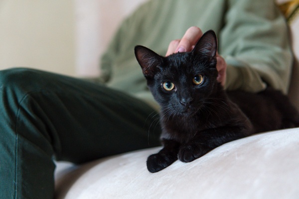 Gato deitado em sofá. 