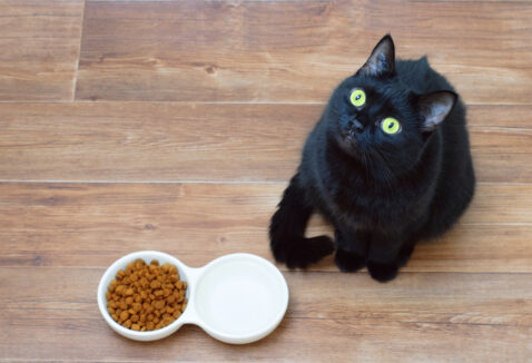 Ração veterinária para gatos: conheça os tipos, marcas e benefícios