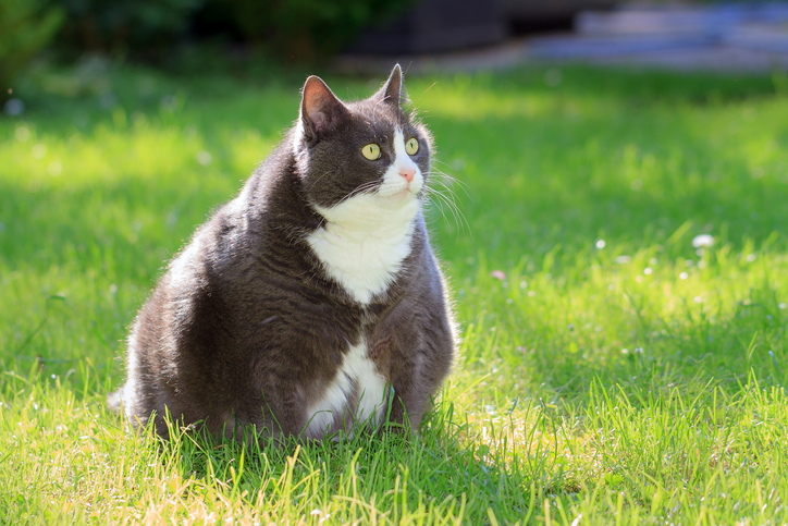 Gato obeso na grama.