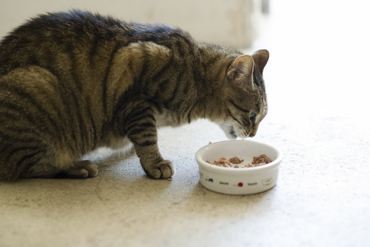 Gato comendo ração.