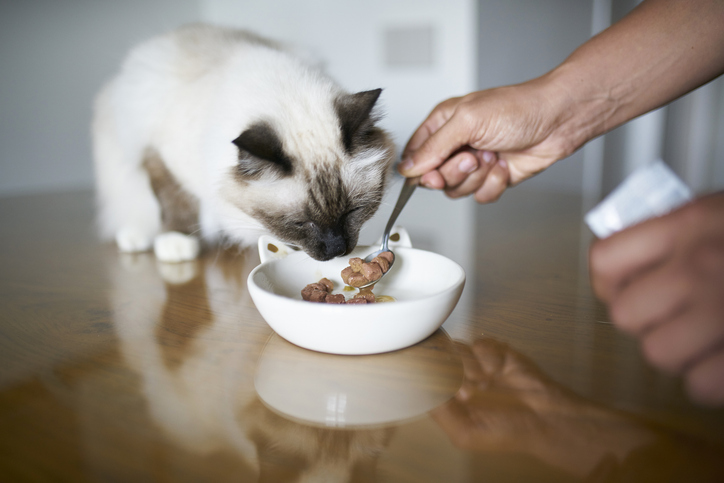 Gato comendo ração.
