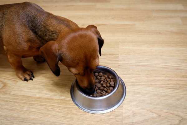 Cachorro comendo ração.