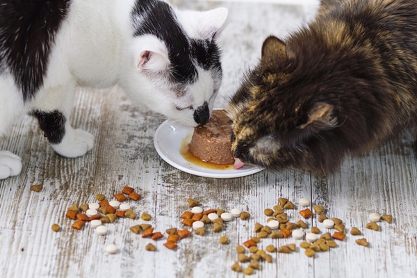 Gatos comendo ração úmida.