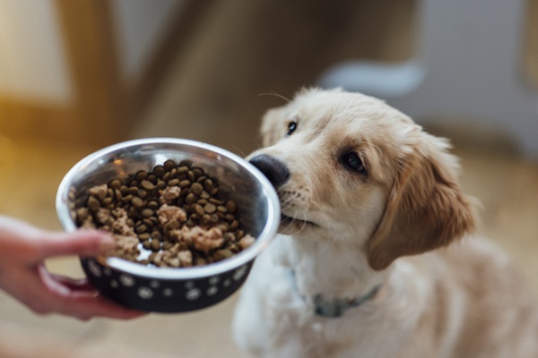 Cachorro olhando ração.