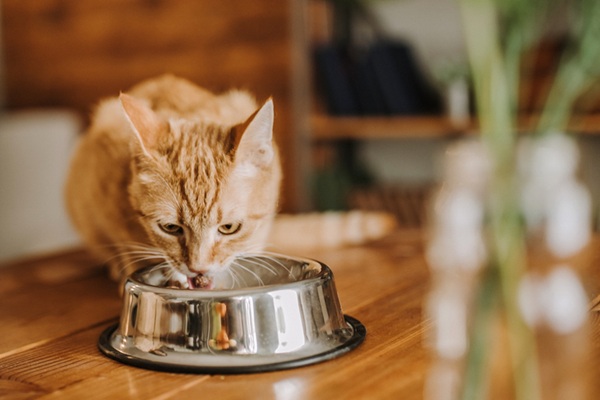 Gato comendo ração.