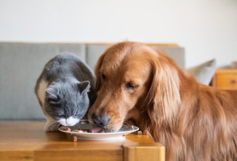 Marcas de ração: conheça as melhores opções para cães e gatos
