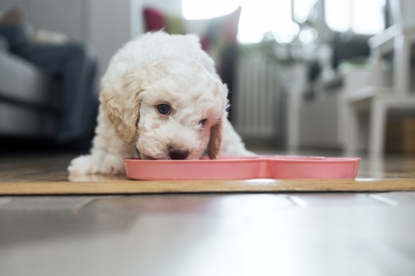 Cachorro filhote comendo ração.