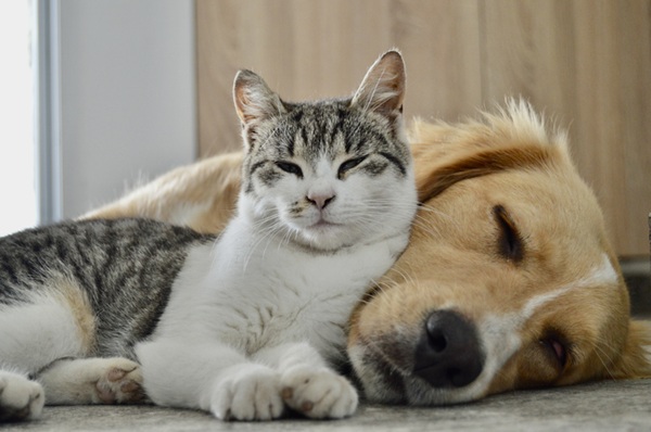 Cachorro e gatos deitados juntos.