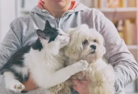 Melhor plano de saúde pet: saiba qual é e como escolher em 2026!