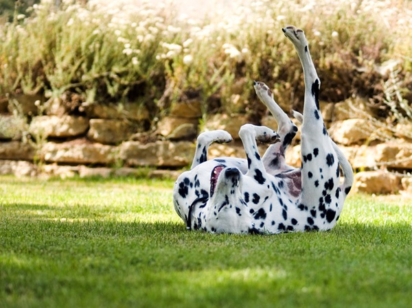 Antialérgico para cachorro: como aliviar as alergias do seu pet