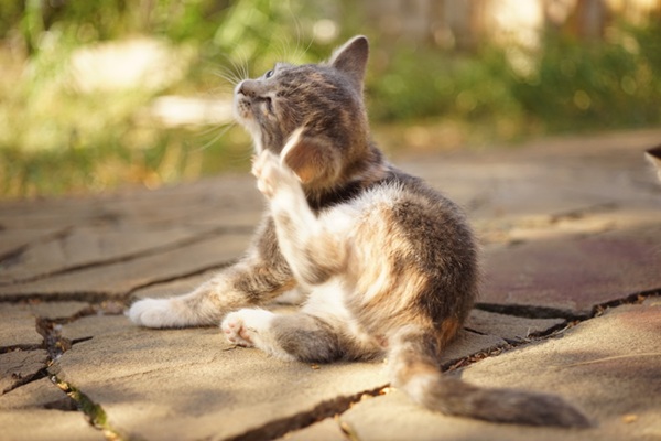 Gato se coçando.