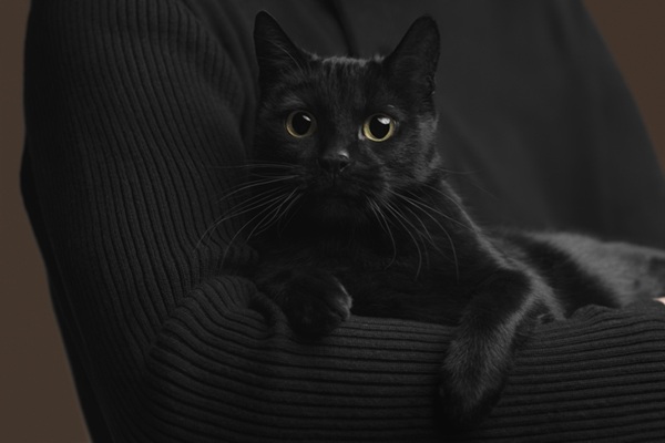 pelos de gato na roupa.