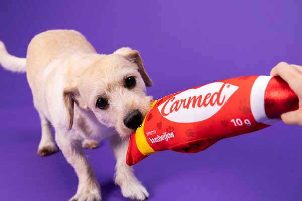 Cachorro com Carmed da Petlove.