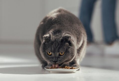 Feline Care Nutrition: conheça a linha da Royal Canin para gatos com necessidades específicas